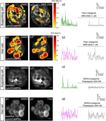 Using Light-Sheet Microscopy to Study Spontaneous Activity in the Developing Lateral-Line System